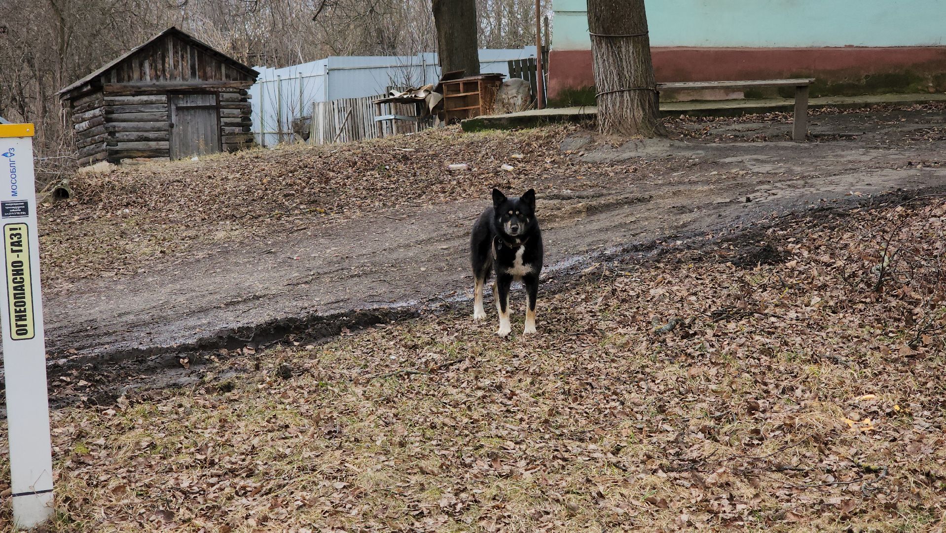 кашира, ветеринар, ветеринарная клиника, клещи, собаки, кошки, пироплазмоз,