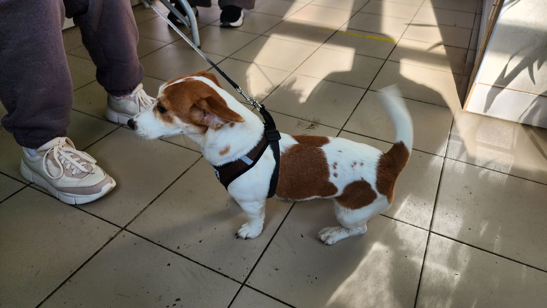 кашира, ветеринар, ветеринарная клиника, клещи, собаки, кошки, пироплазмоз,