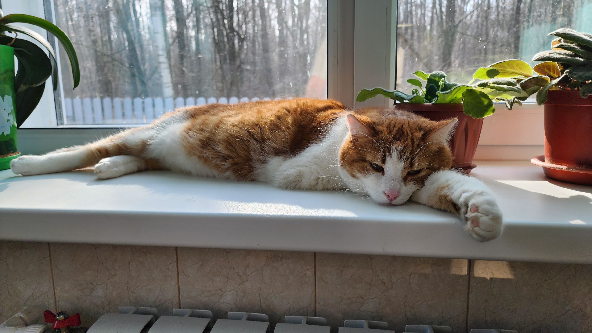 кашира, ветеринар, ветеринарная клиника, клещи, собаки, кошки, пироплазмоз,