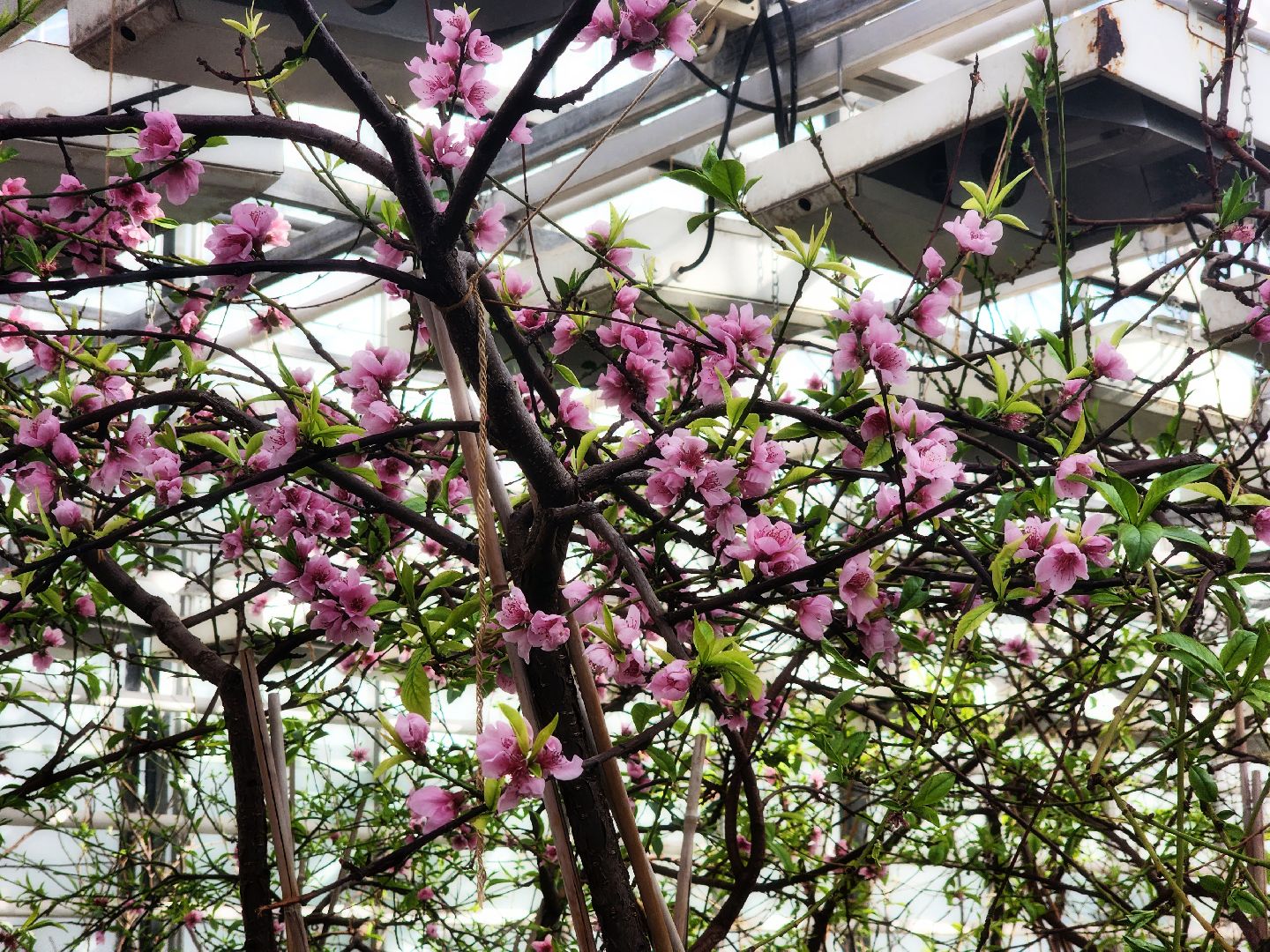 пущино, серпухов, наука,