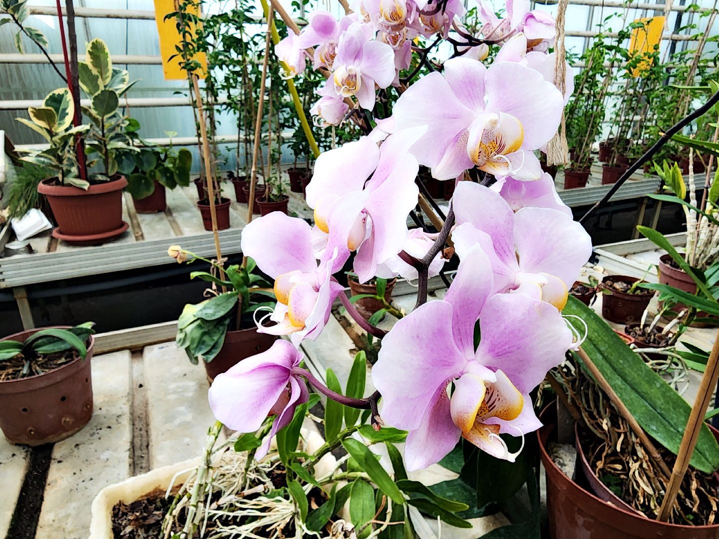 пущино, серпухов, наука,