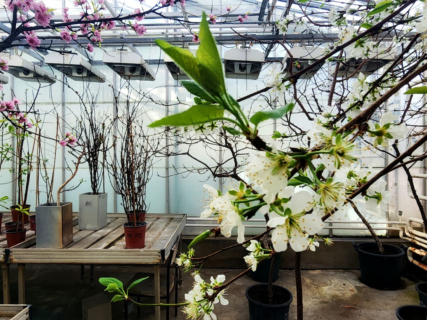 пущино, серпухов, наука,