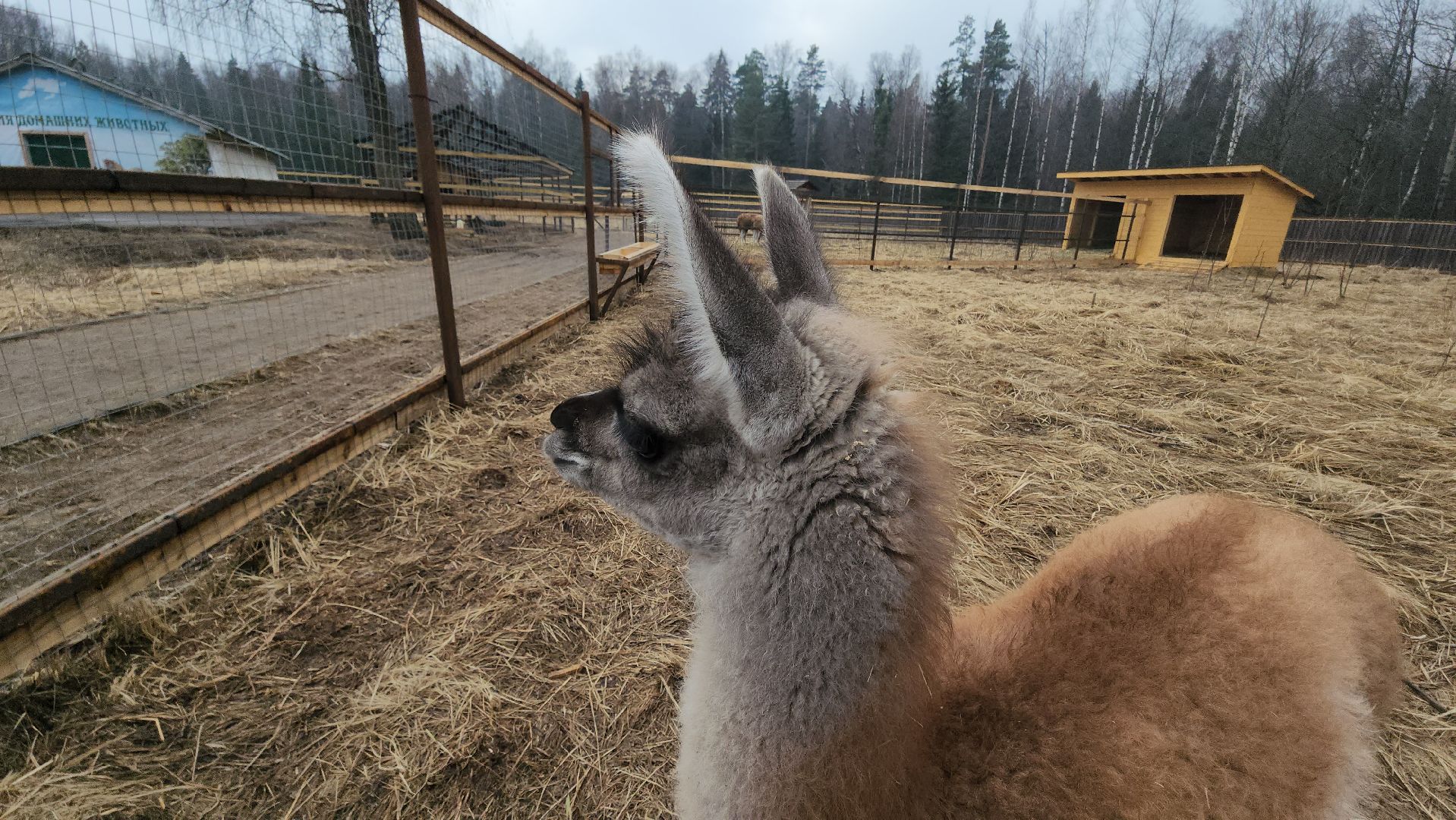 лосиный остров, мытищи, лама,