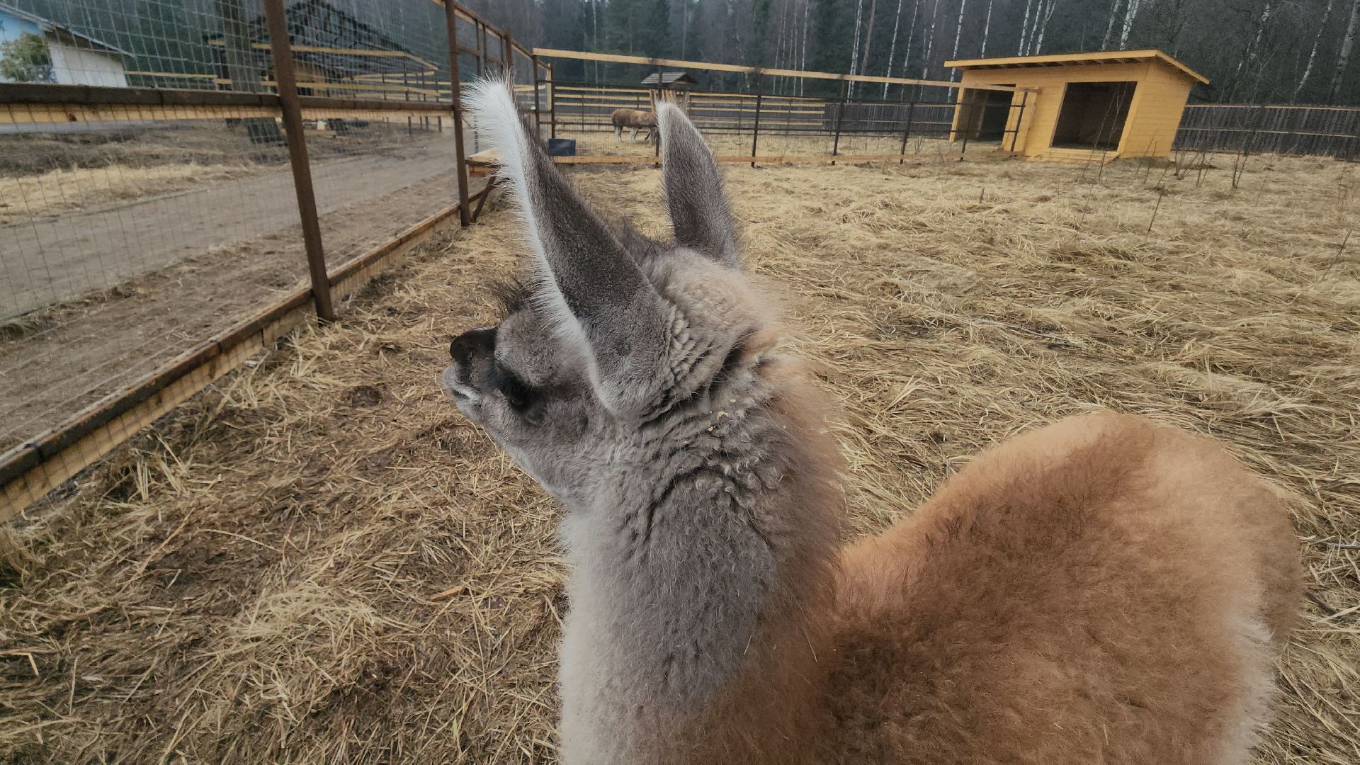 лосиный остров, мытищи, лама,