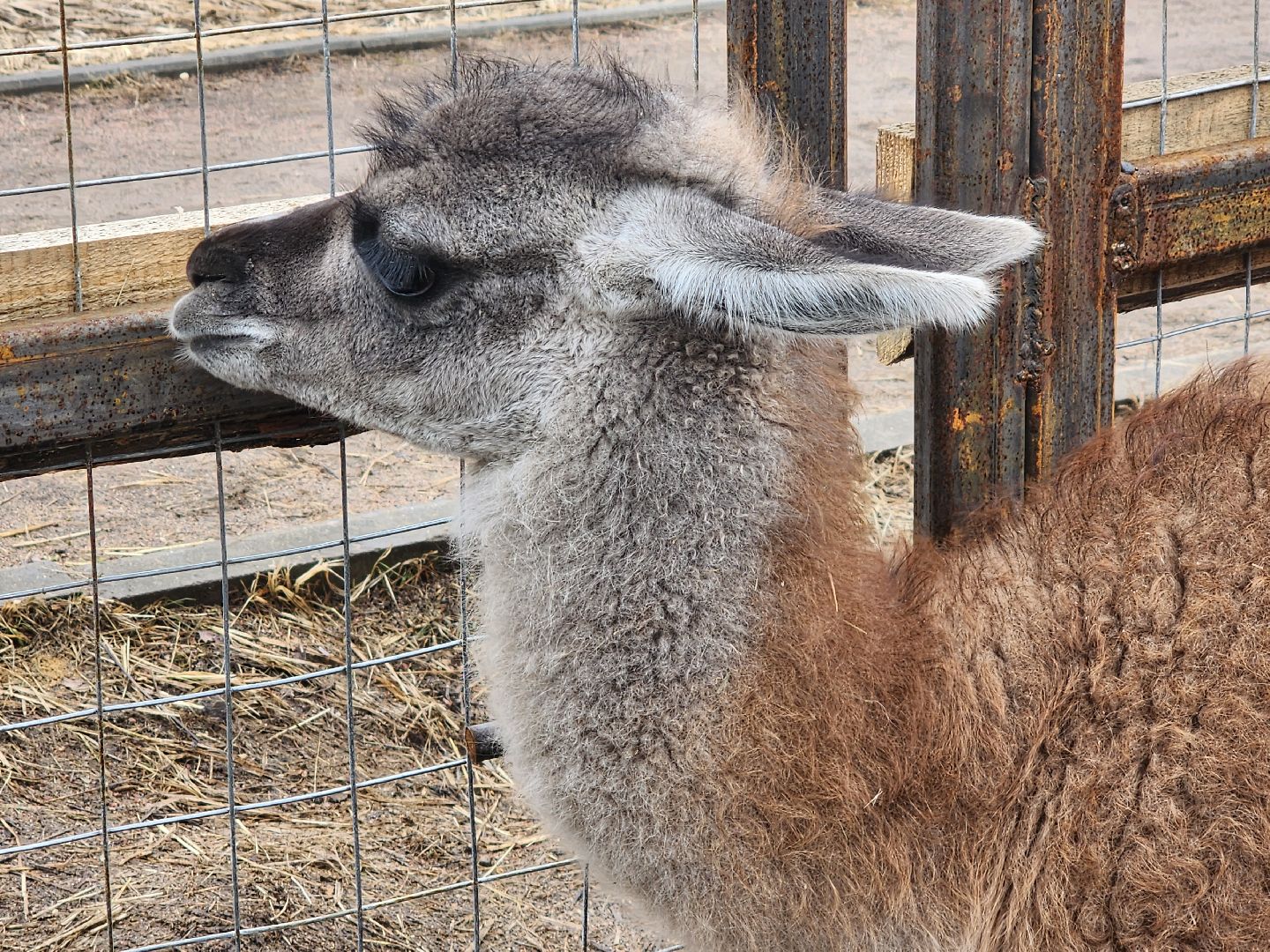 лосиный остров, мытищи, лама,