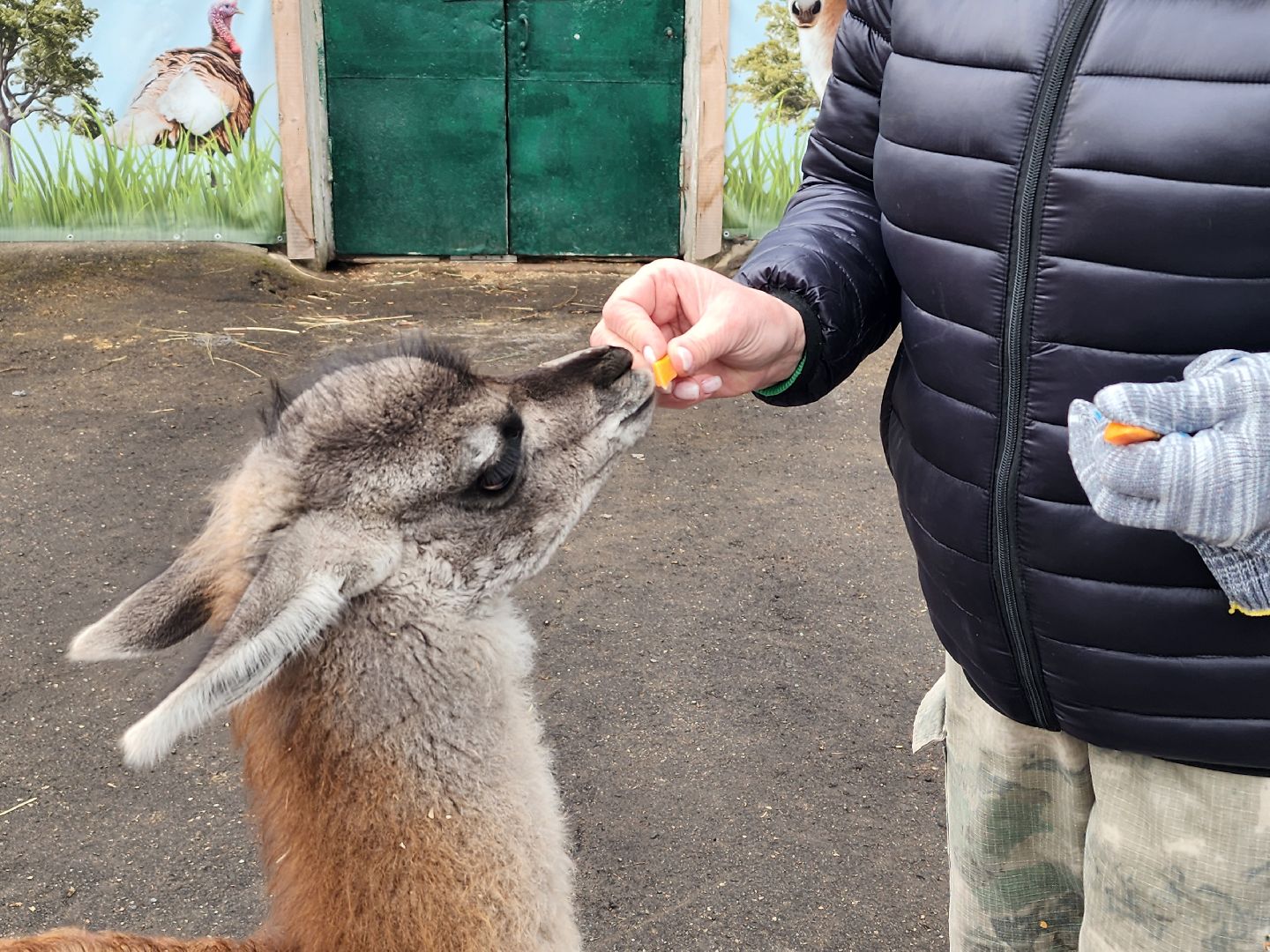 лосиный остров, мытищи, лама,