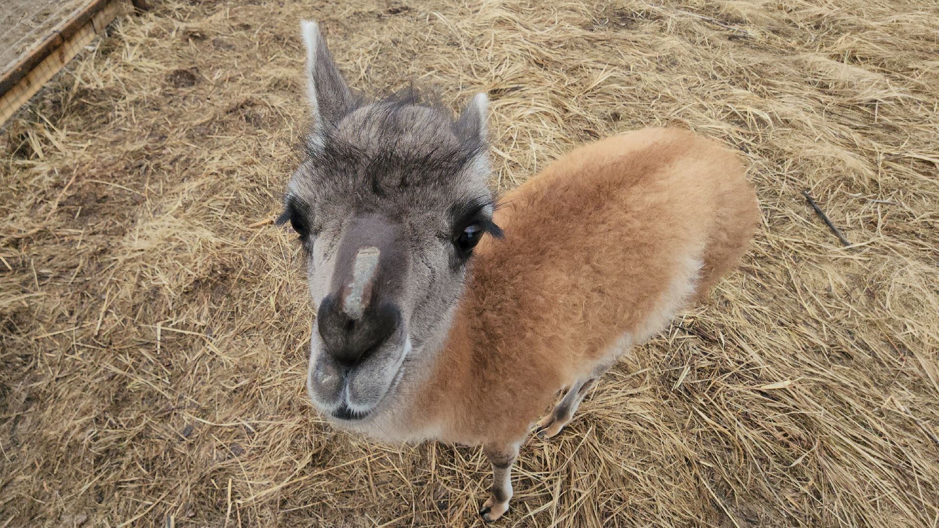 лосиный остров, мытищи, лама,