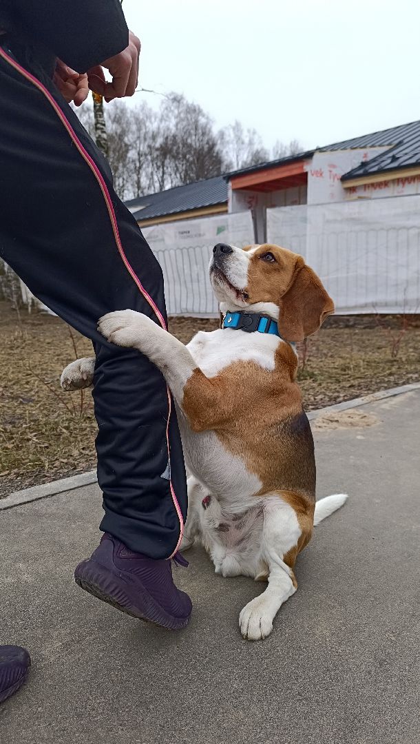 бег, 5 верст, лобня, парк,