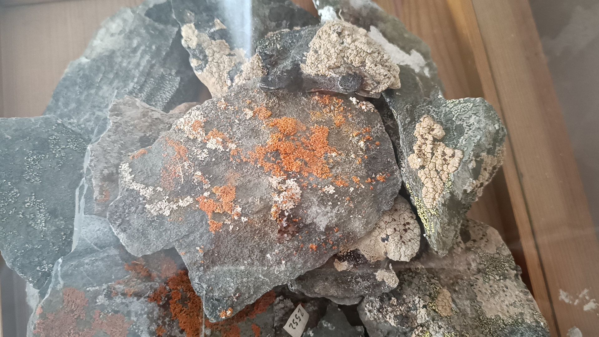 лобня, сельское хозяйство, наука, фотография,