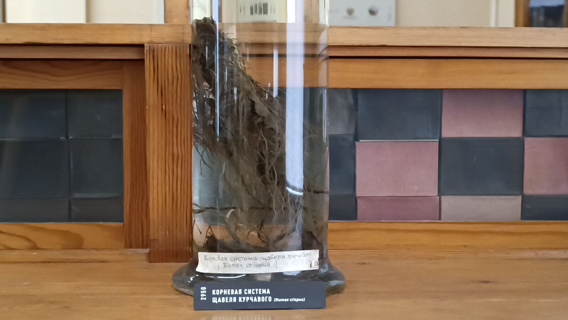 лобня, сельское хозяйство, наука, фотография,