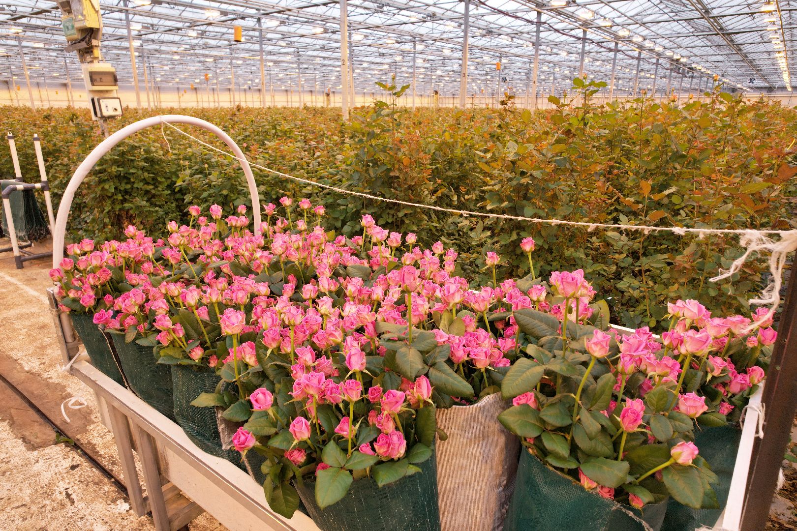 видео с коптера, дмитров, тепличный комплекс,