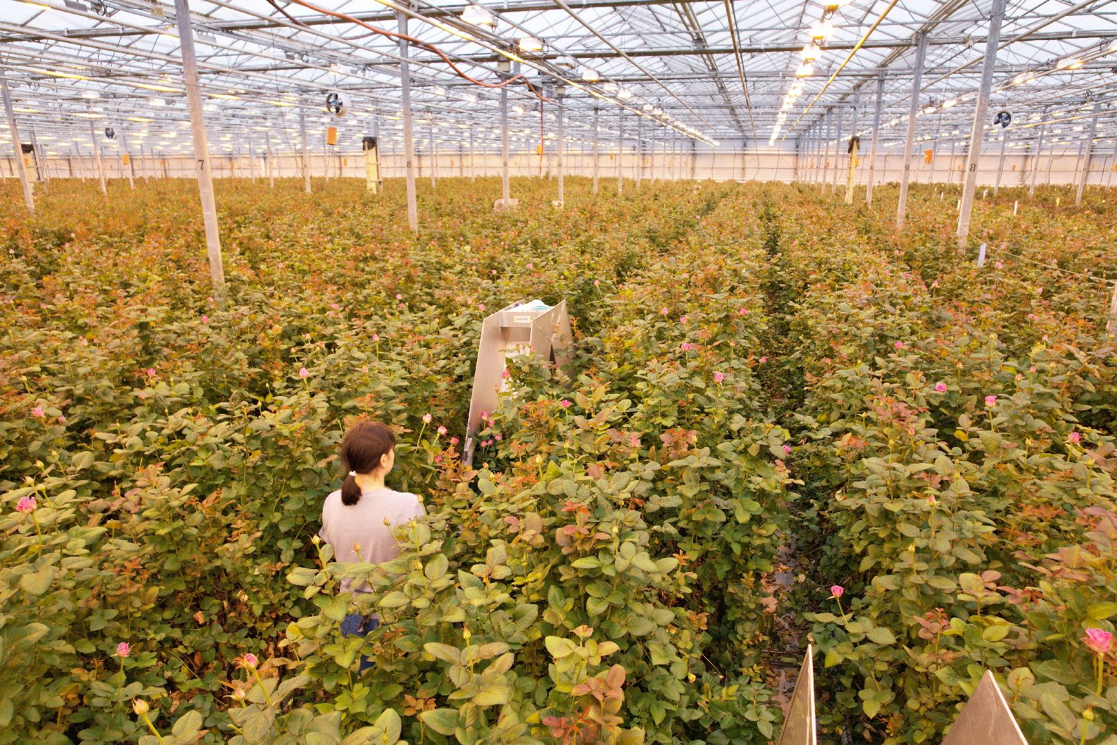 видео с коптера, дмитров, тепличный комплекс,