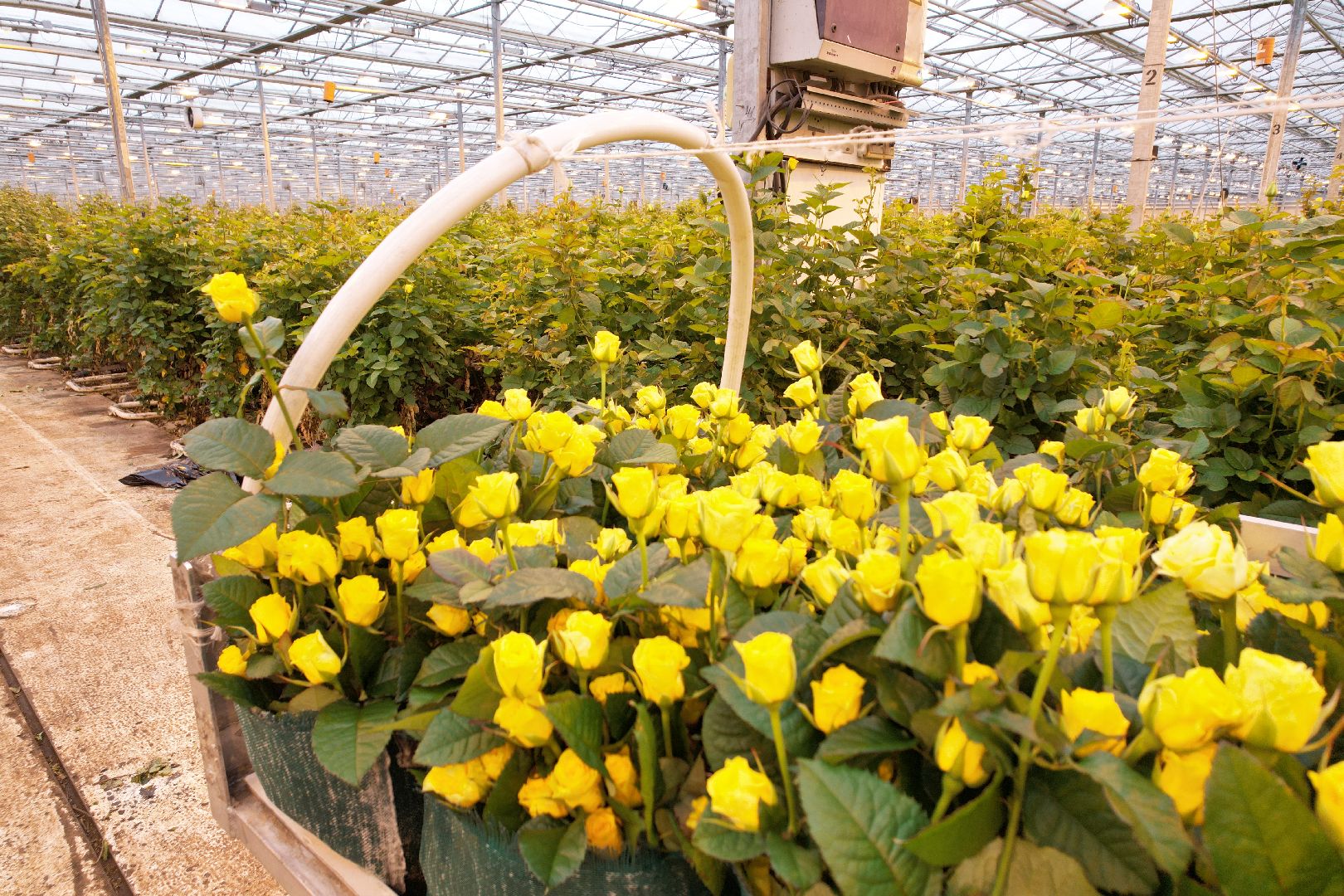 видео с коптера, дмитров, тепличный комплекс,