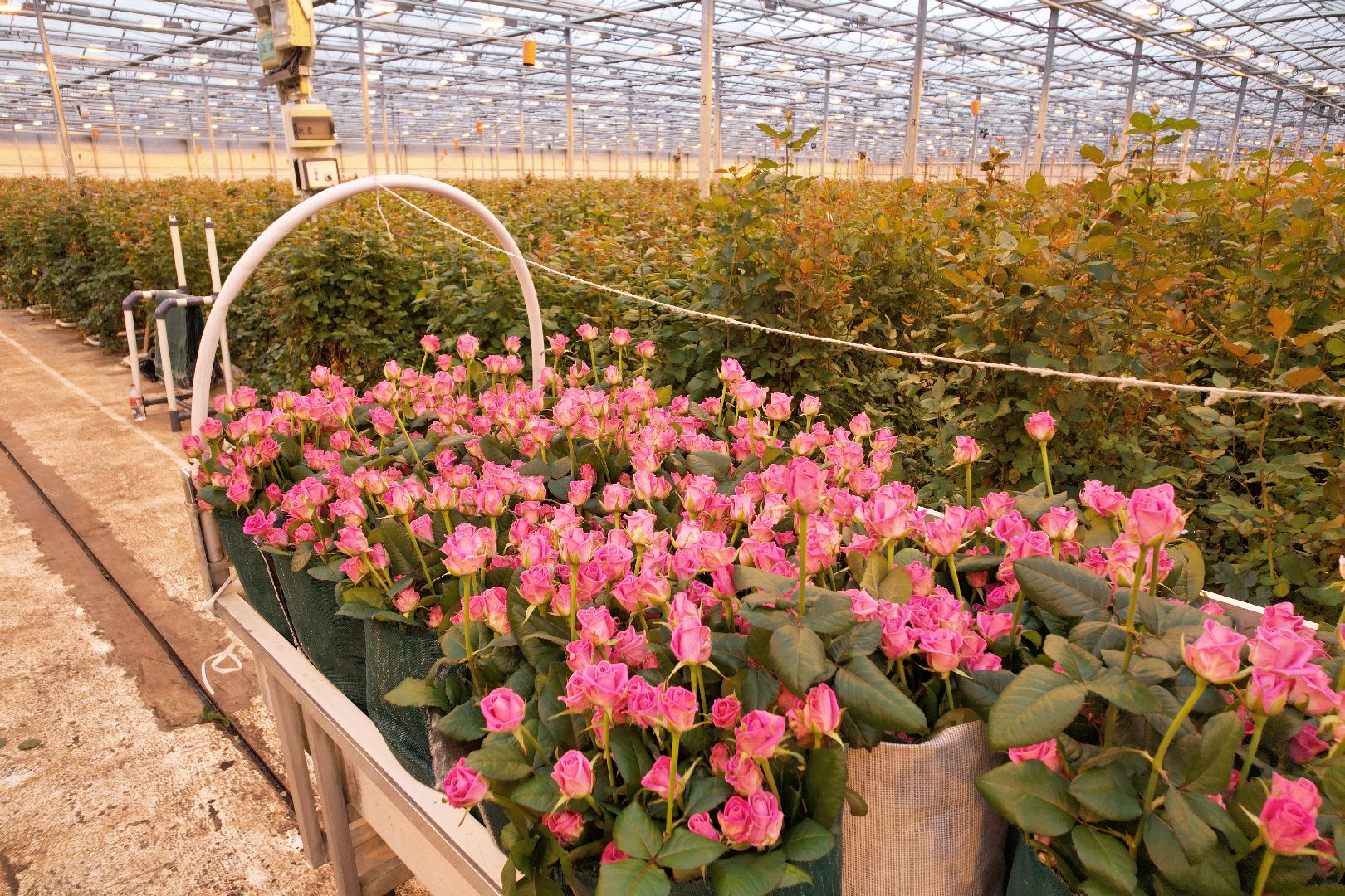 видео с коптера, дмитров, тепличный комплекс,