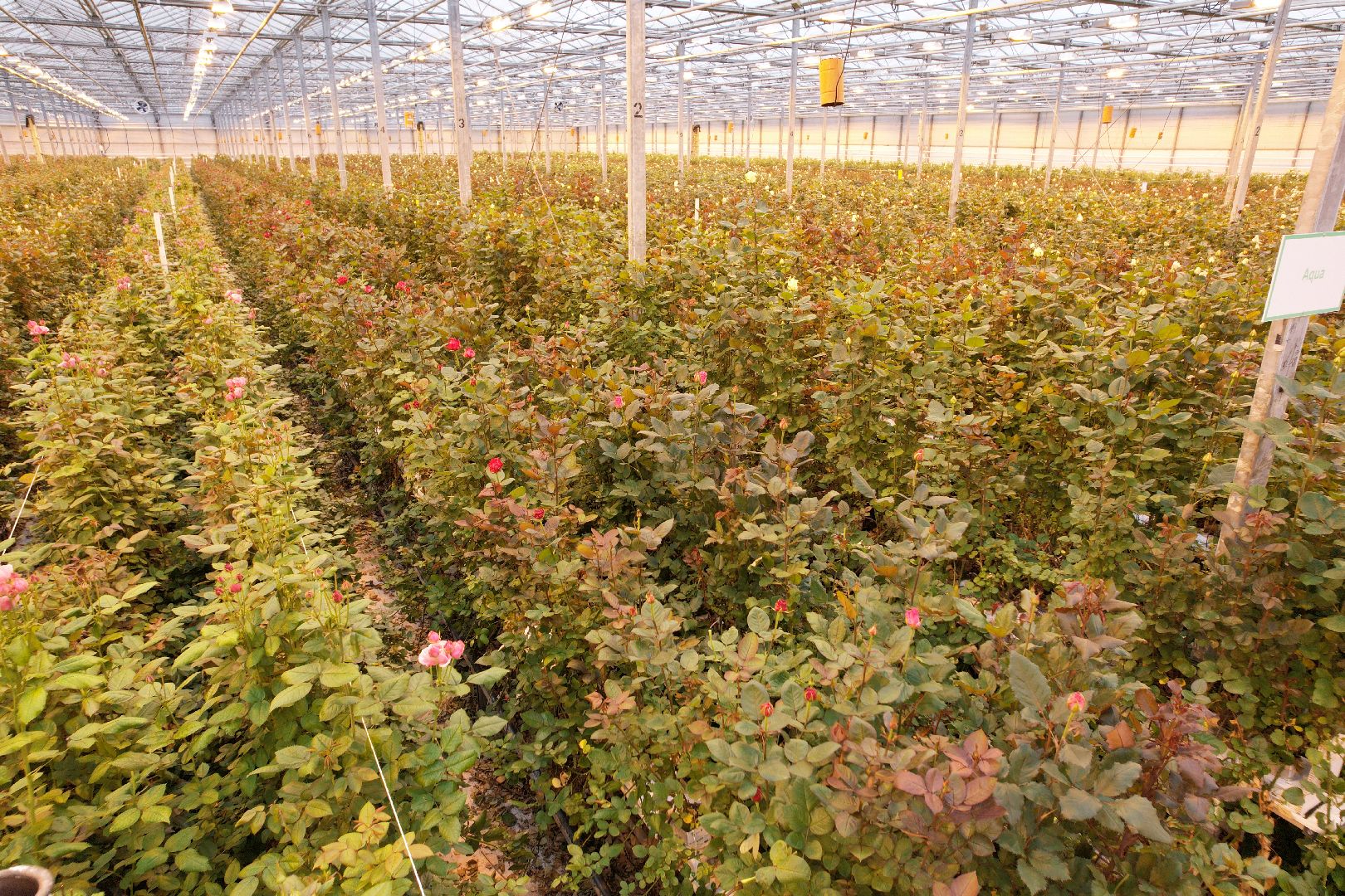 видео с коптера, дмитров, тепличный комплекс,