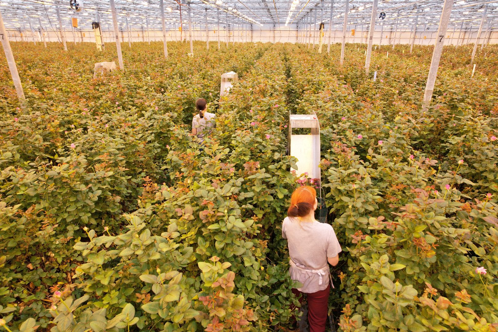 видео с коптера, дмитров, тепличный комплекс,