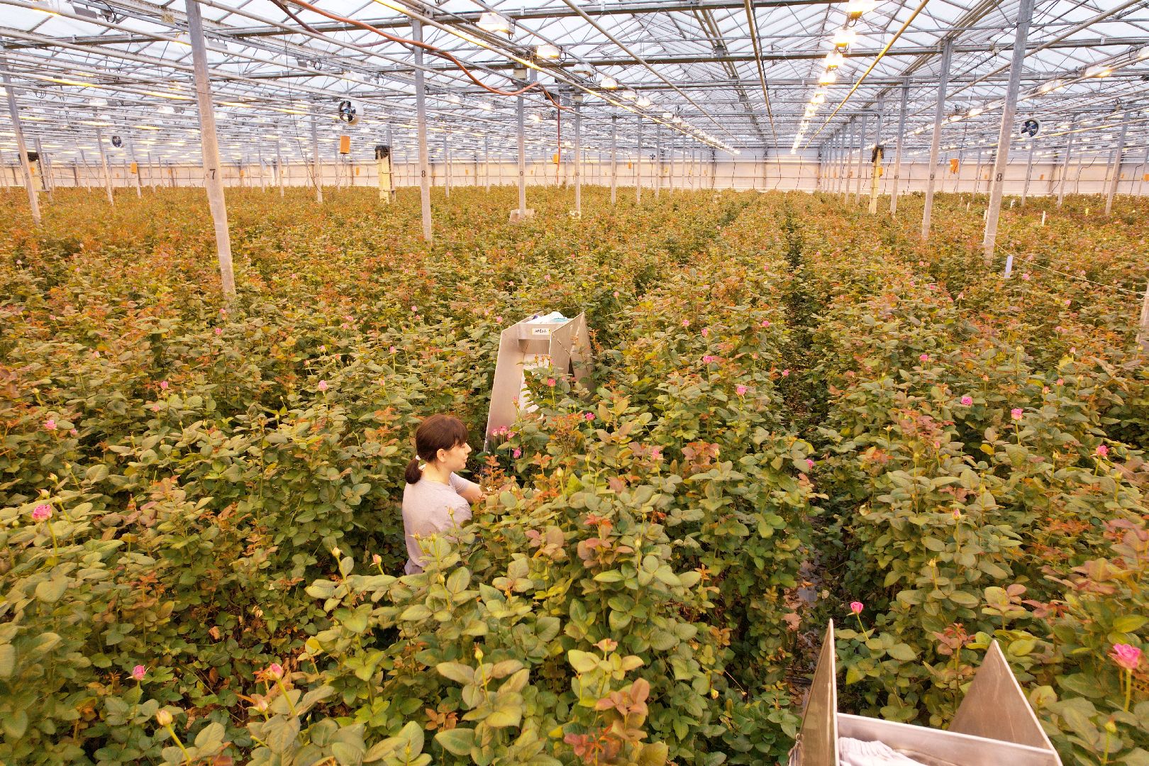 видео с коптера, дмитров, тепличный комплекс,