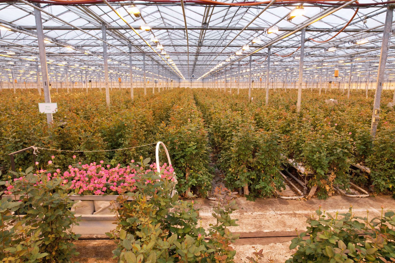 видео с коптера, дмитров, тепличный комплекс,