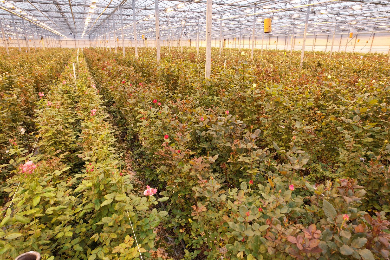 видео с коптера, дмитров, тепличный комплекс,