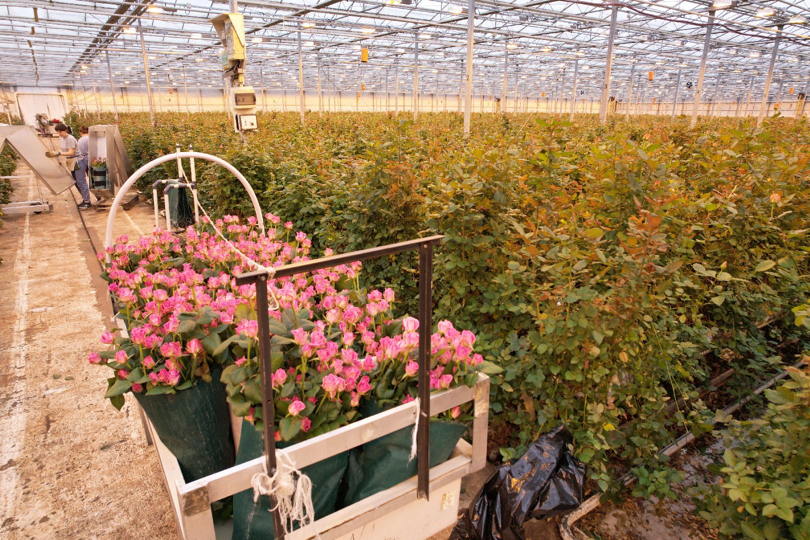 видео с коптера, дмитров, тепличный комплекс,