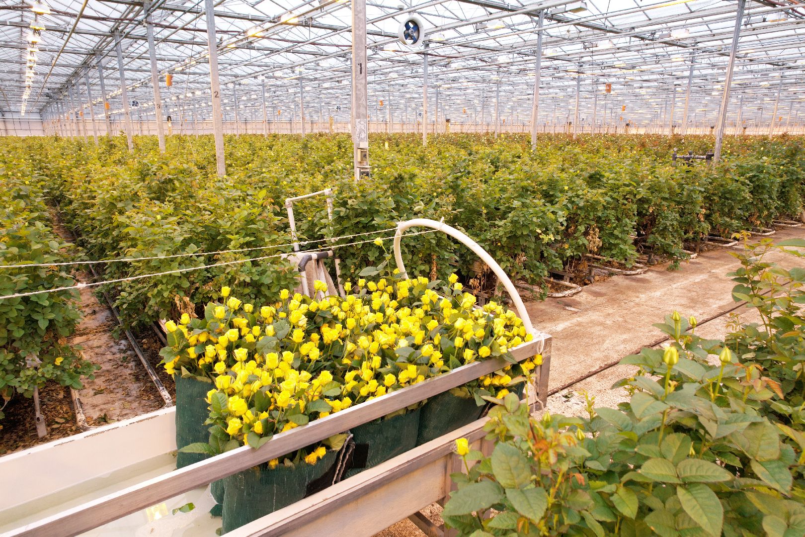 видео с коптера, дмитров, тепличный комплекс,