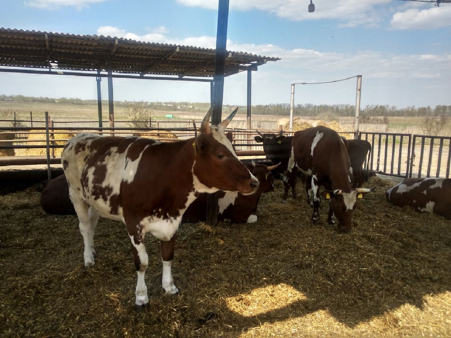 Дмитров, Мосагрофуд, Минсельхоз МО