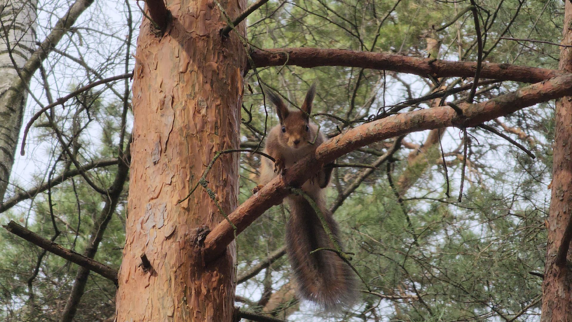 лес, белки, природа, Старая Купавна, Богородский городской округ,