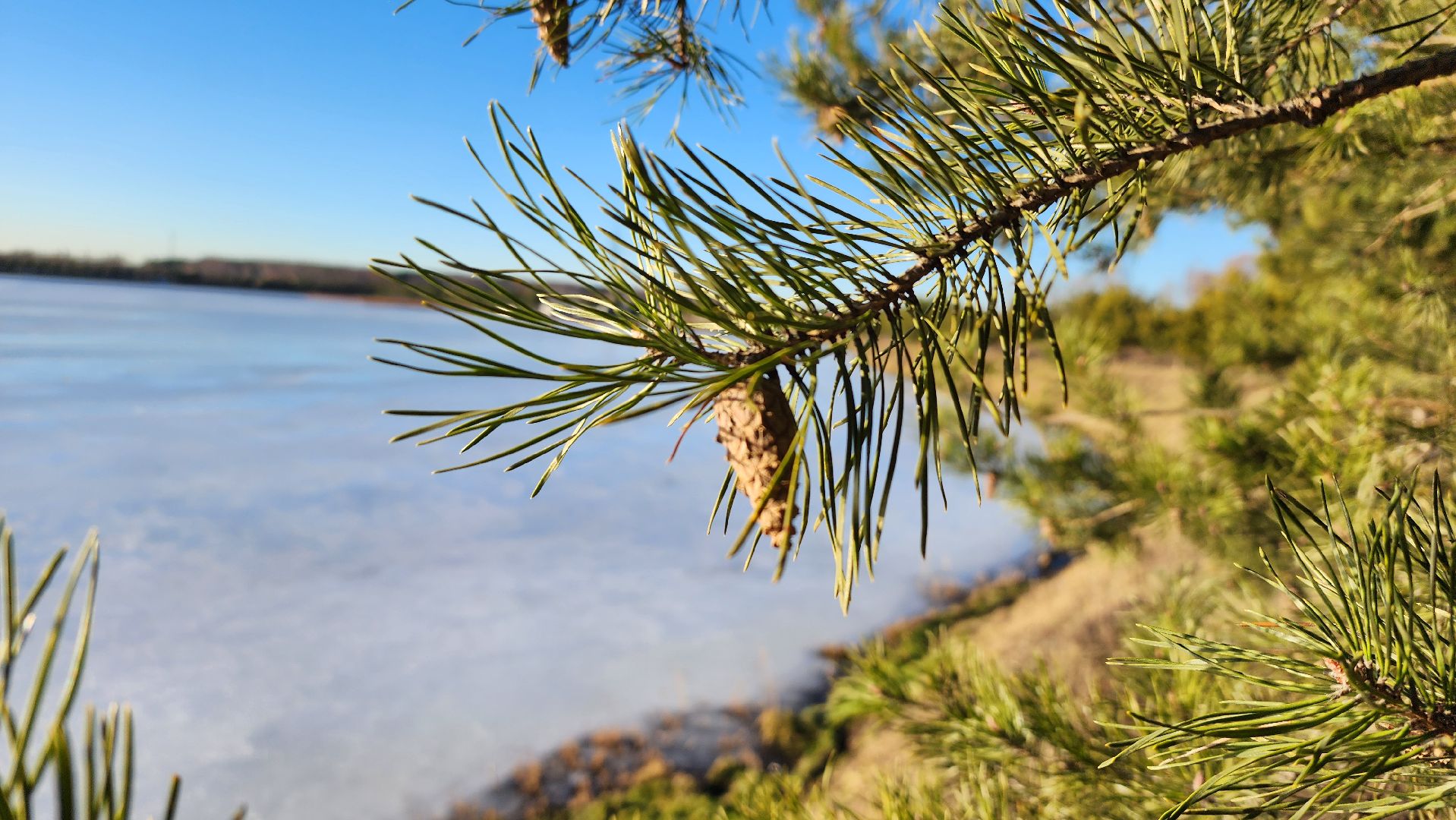 лес, белки, природа, Старая Купавна, Богородский городской округ,