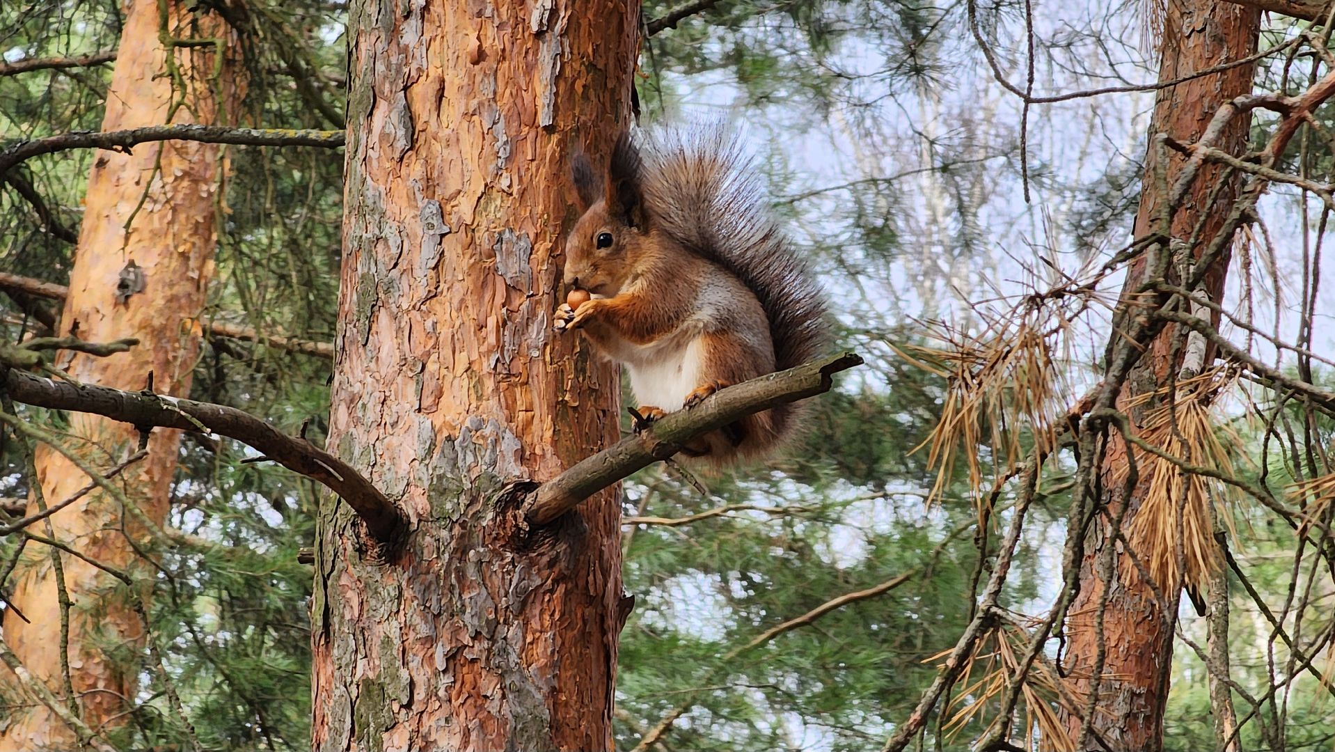 лес, белки, природа, Старая Купавна, Богородский городской округ,