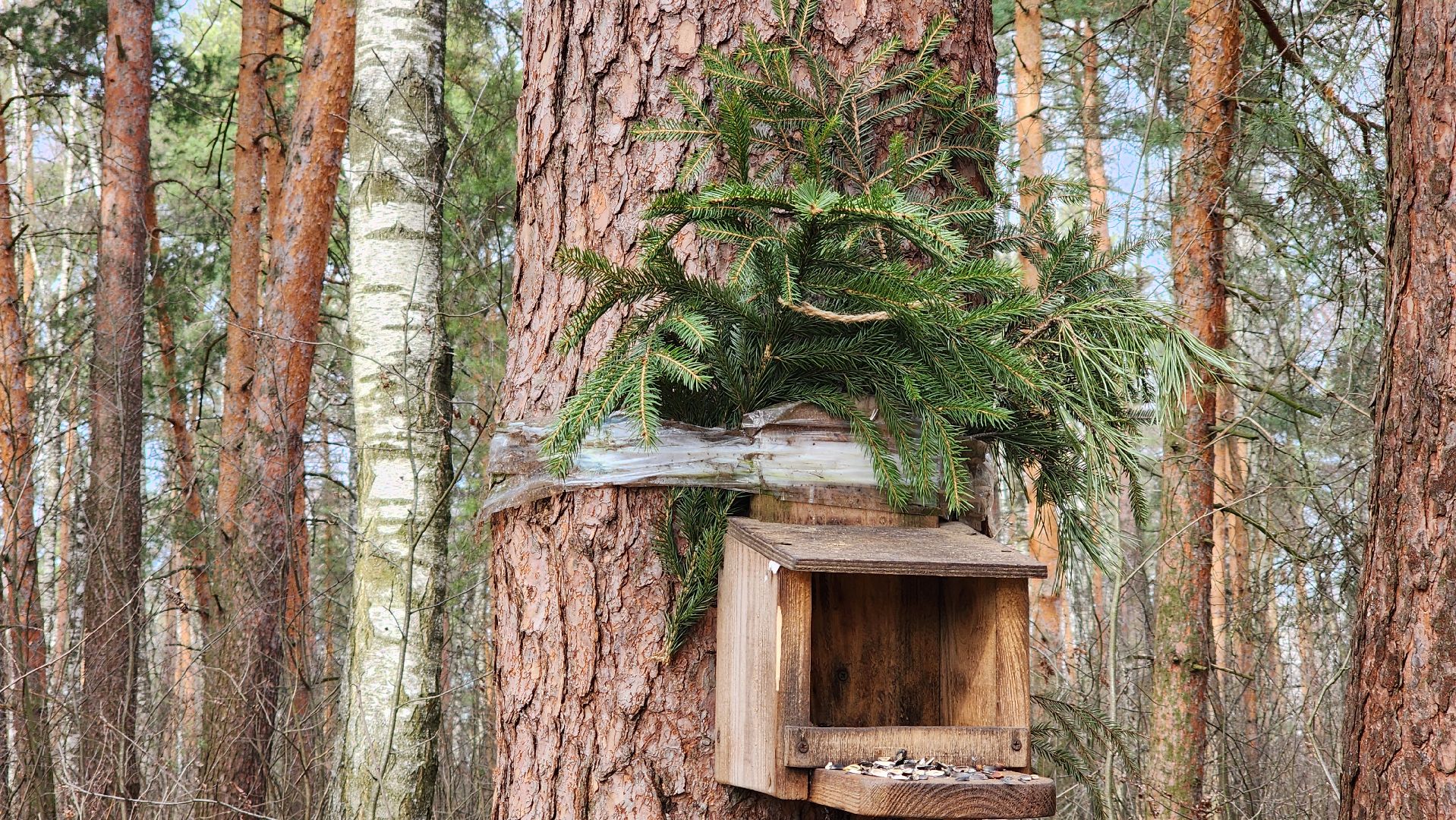 лес, белки, природа, Старая Купавна, Богородский городской округ,