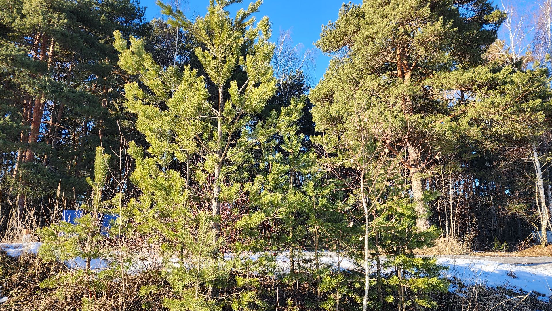 лес, белки, природа, Старая Купавна, Богородский городской округ,