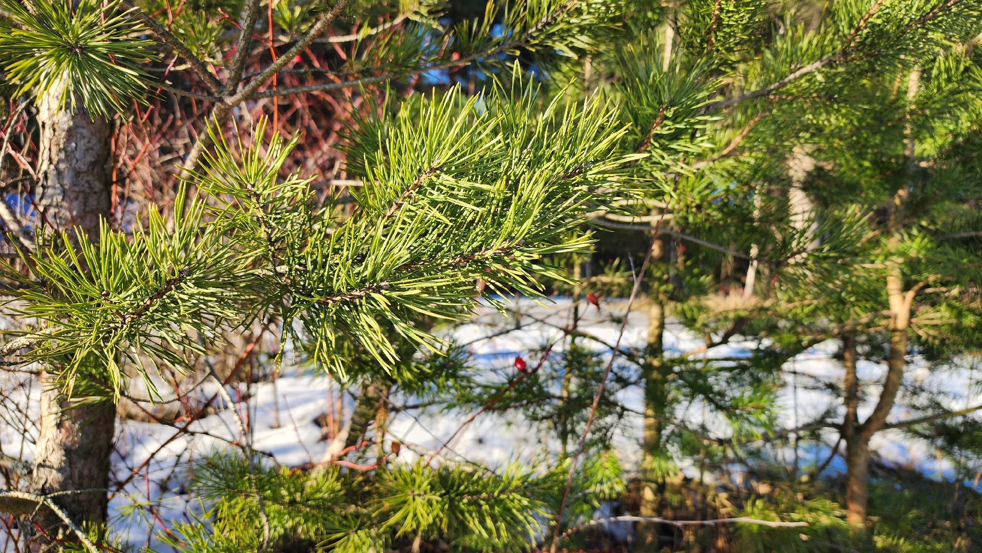 лес, белки, природа, Старая Купавна, Богородский городской округ,