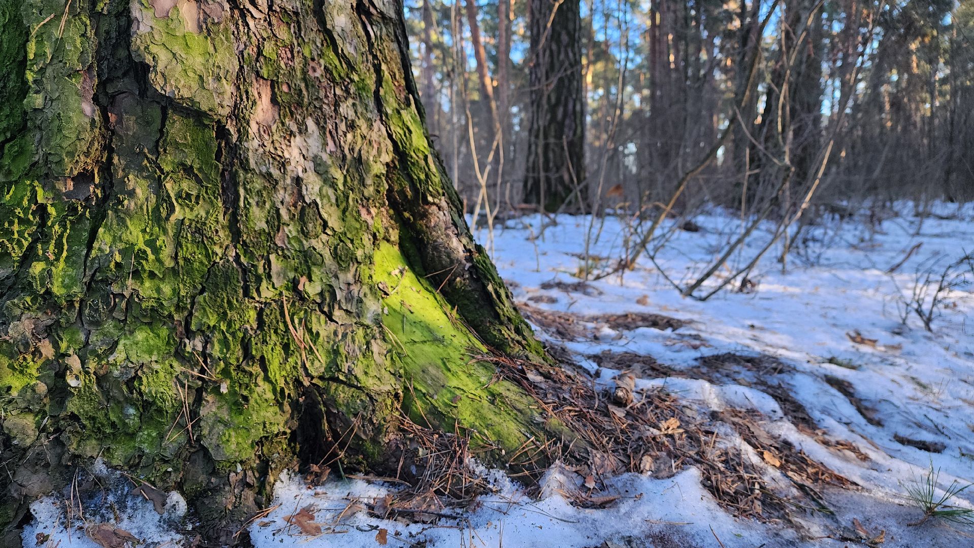лес, белки, природа, Старая Купавна, Богородский городской округ,