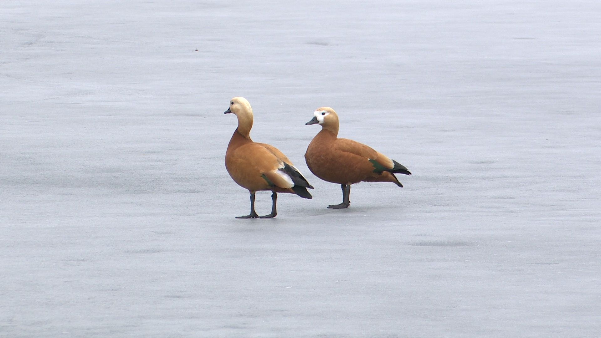 реутов, парк, фабричный пруд, лето, спасательная станция,дежурство,