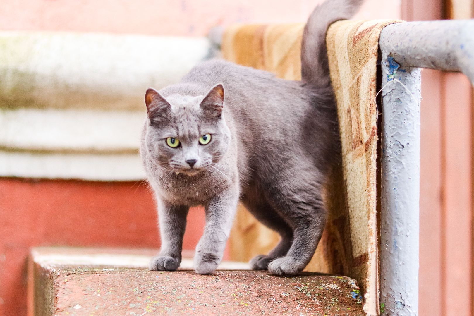 Клин, общество, ЖКХ, ремонт подъездов,