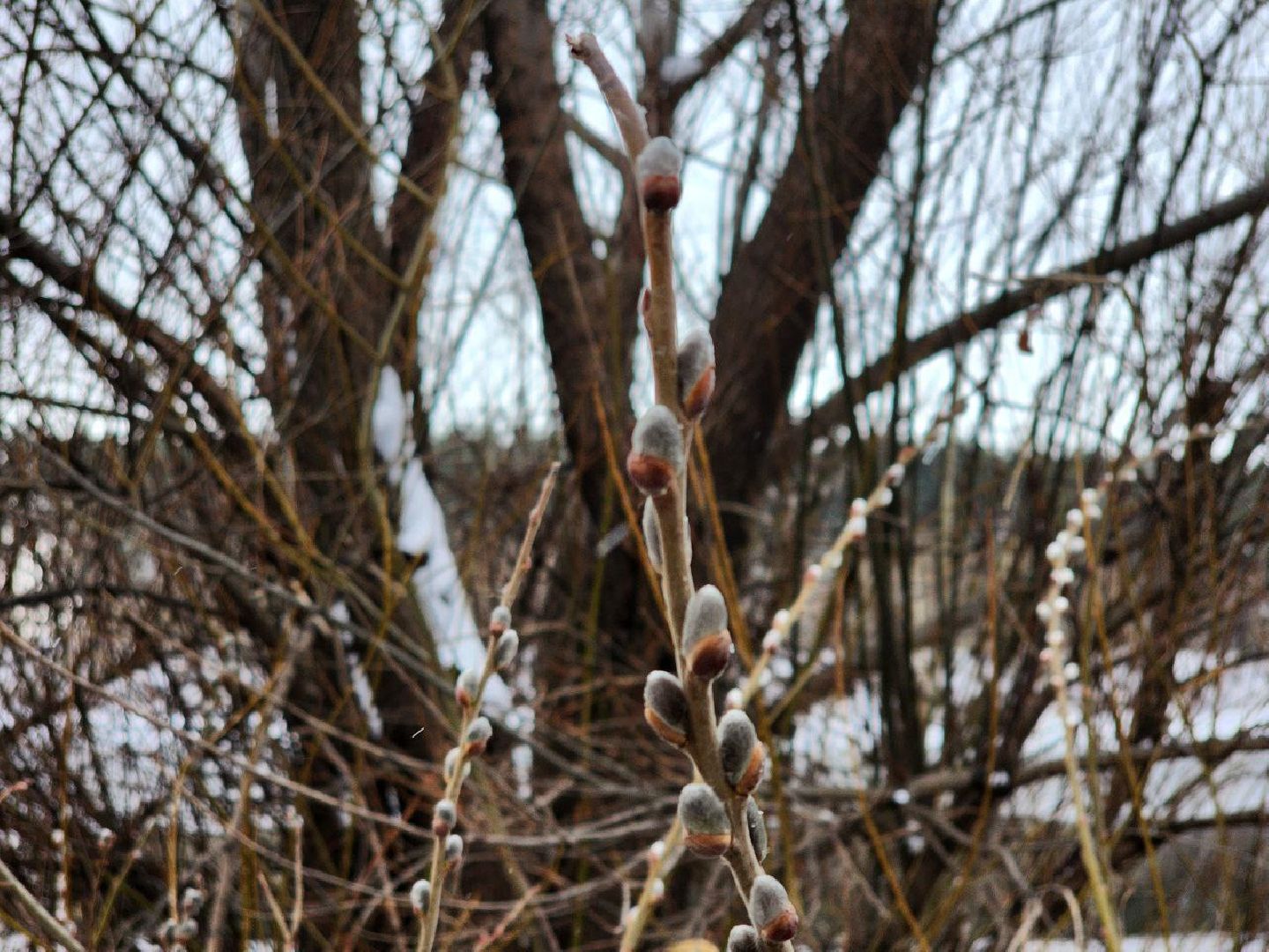 луховицы, озеро исток,
