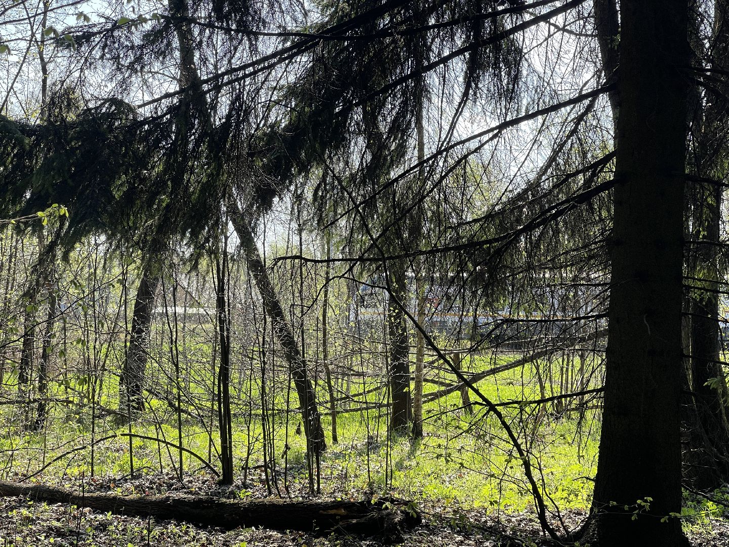 Лес, рейд, мусор, уборка, Юдино, Матвейково, Одинцово, Звенигород, лесничество.