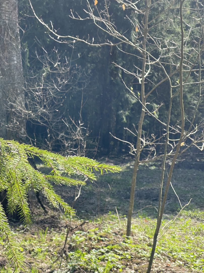 Лес, рейд, мусор, уборка, Юдино, Матвейково, Одинцово, Звенигород, лесничество.