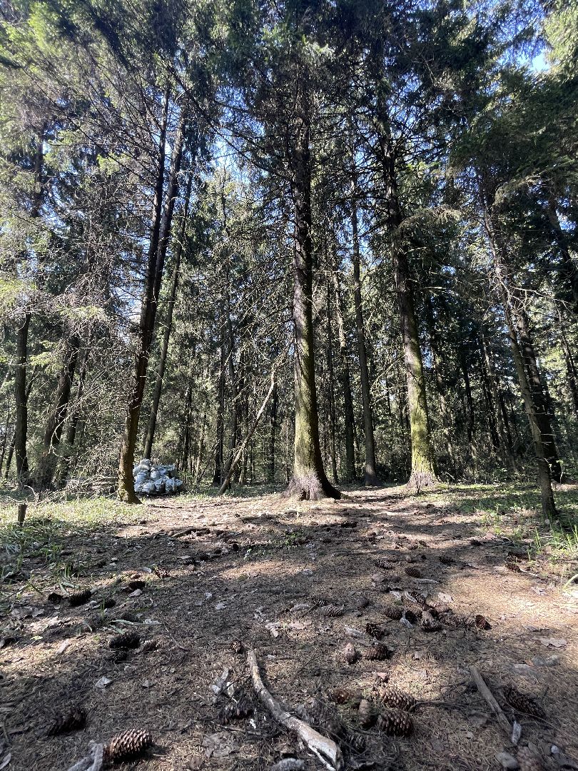 Лес, рейд, мусор, уборка, Юдино, Матвейково, Одинцово, Звенигород, лесничество.