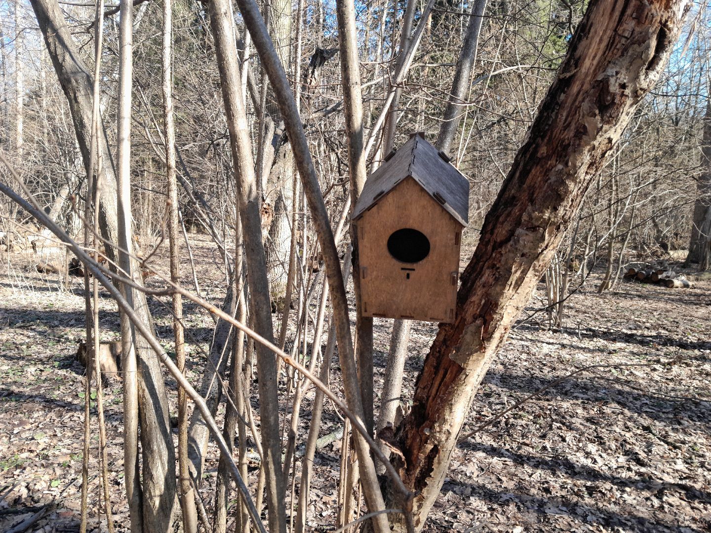 парк, балашиха, семья, прогулки, ольгинский лесопарк,