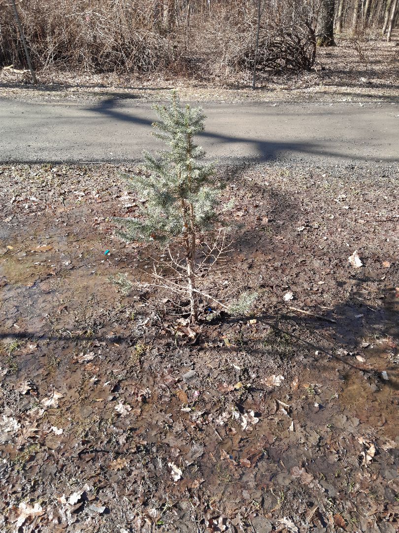 парк, балашиха, семья, прогулки, ольгинский лесопарк,