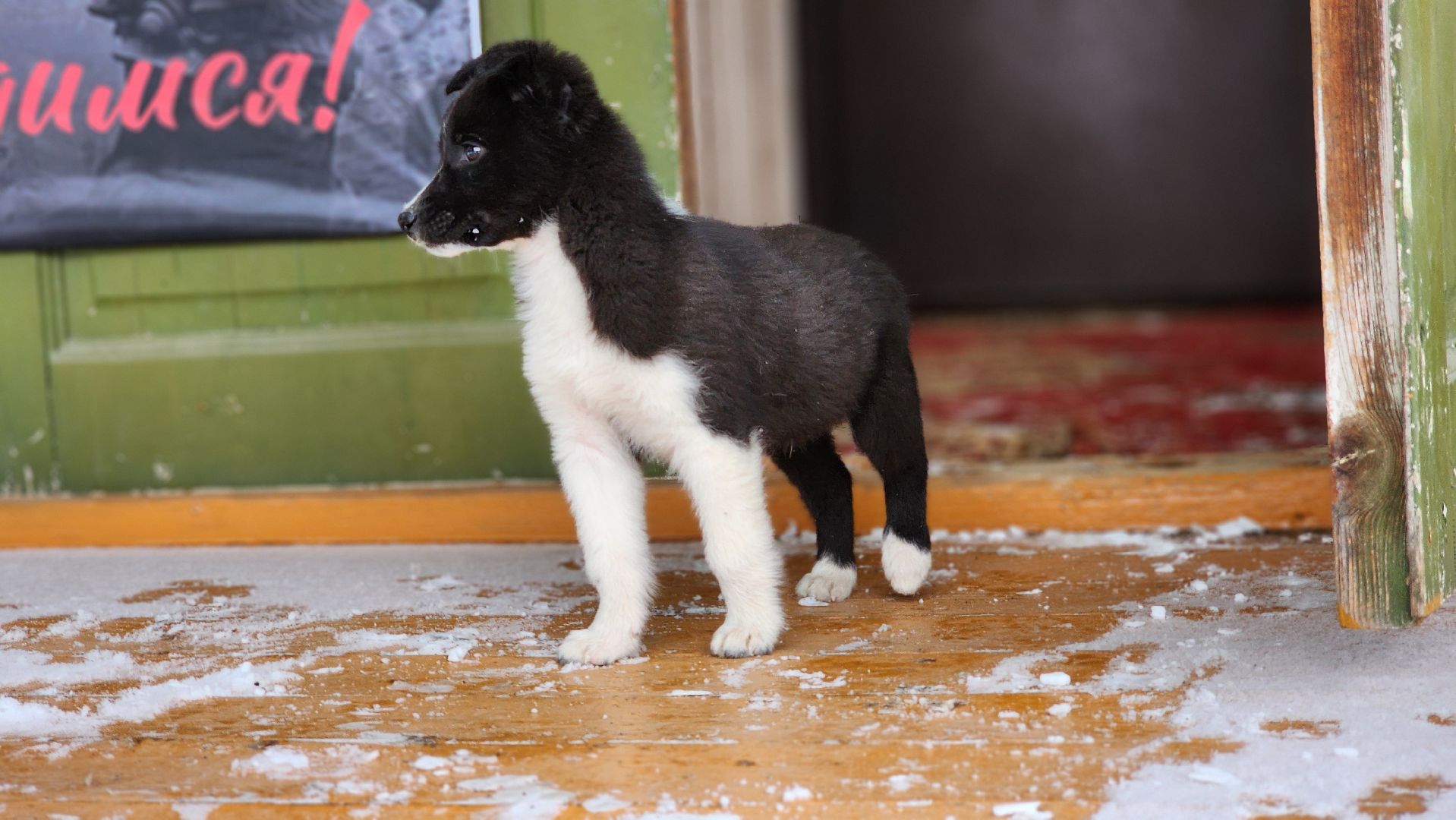 руза, музей милиции, волонтёры, ОМВД, рузский муниципальный округ,