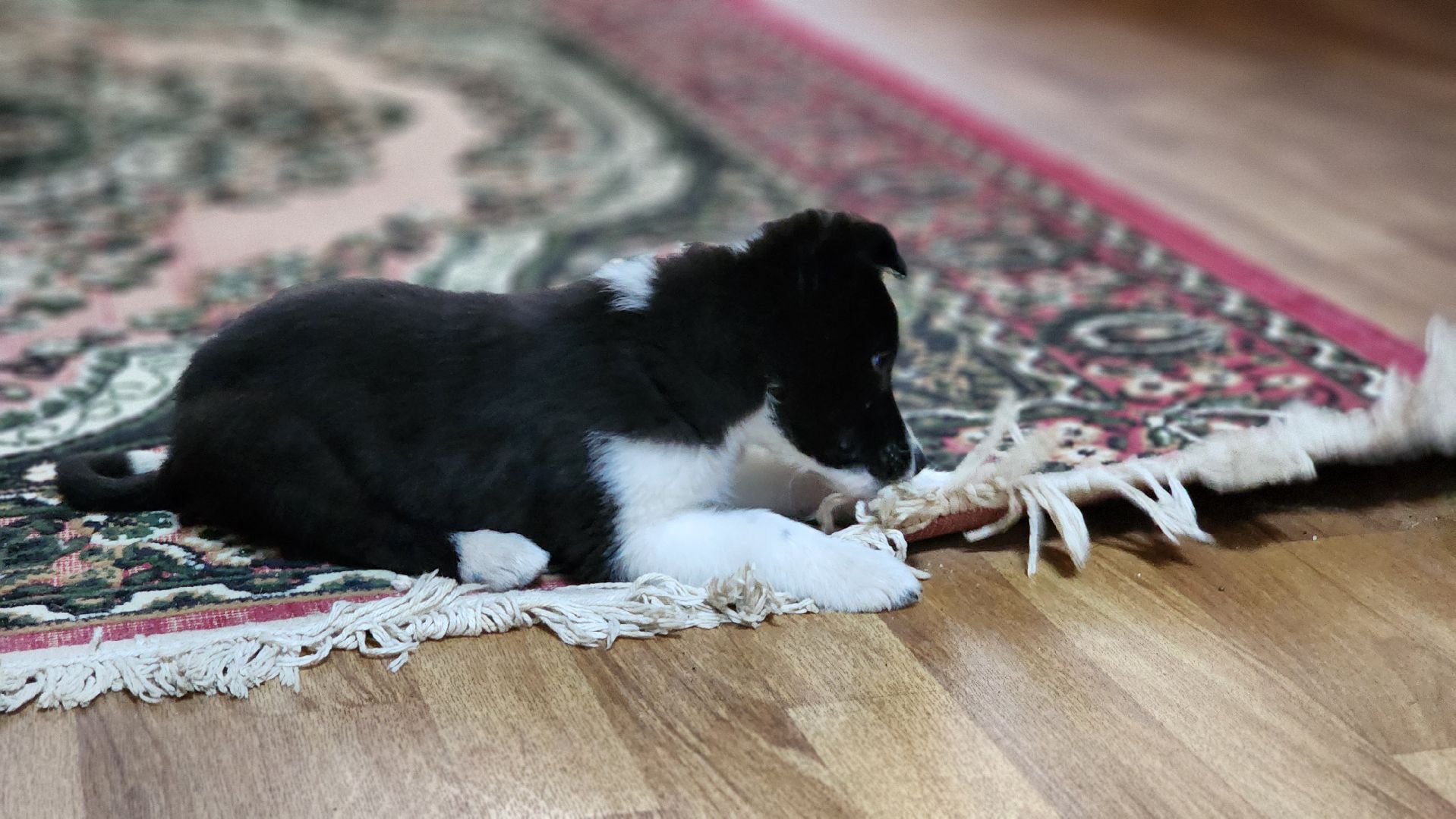 руза, музей милиции, волонтёры, ОМВД, рузский муниципальный округ,