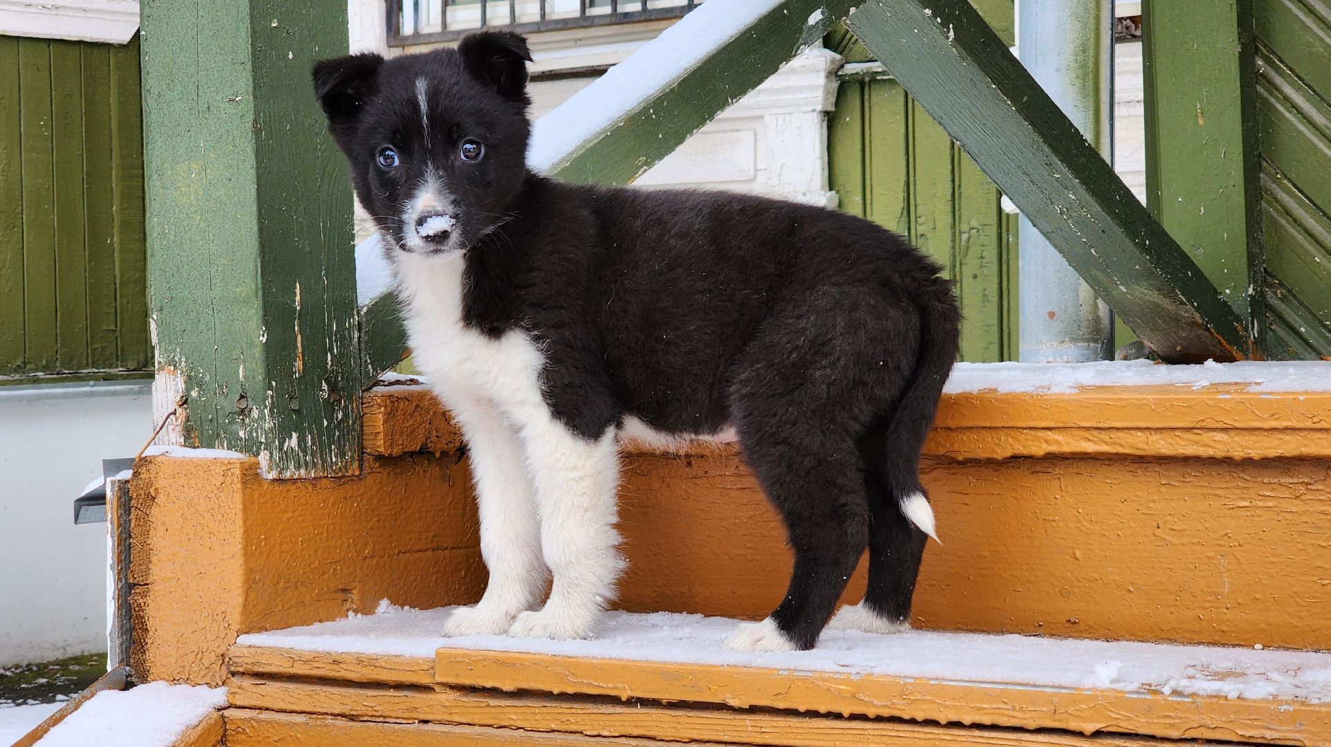 руза, музей милиции, волонтёры, ОМВД, рузский муниципальный округ,