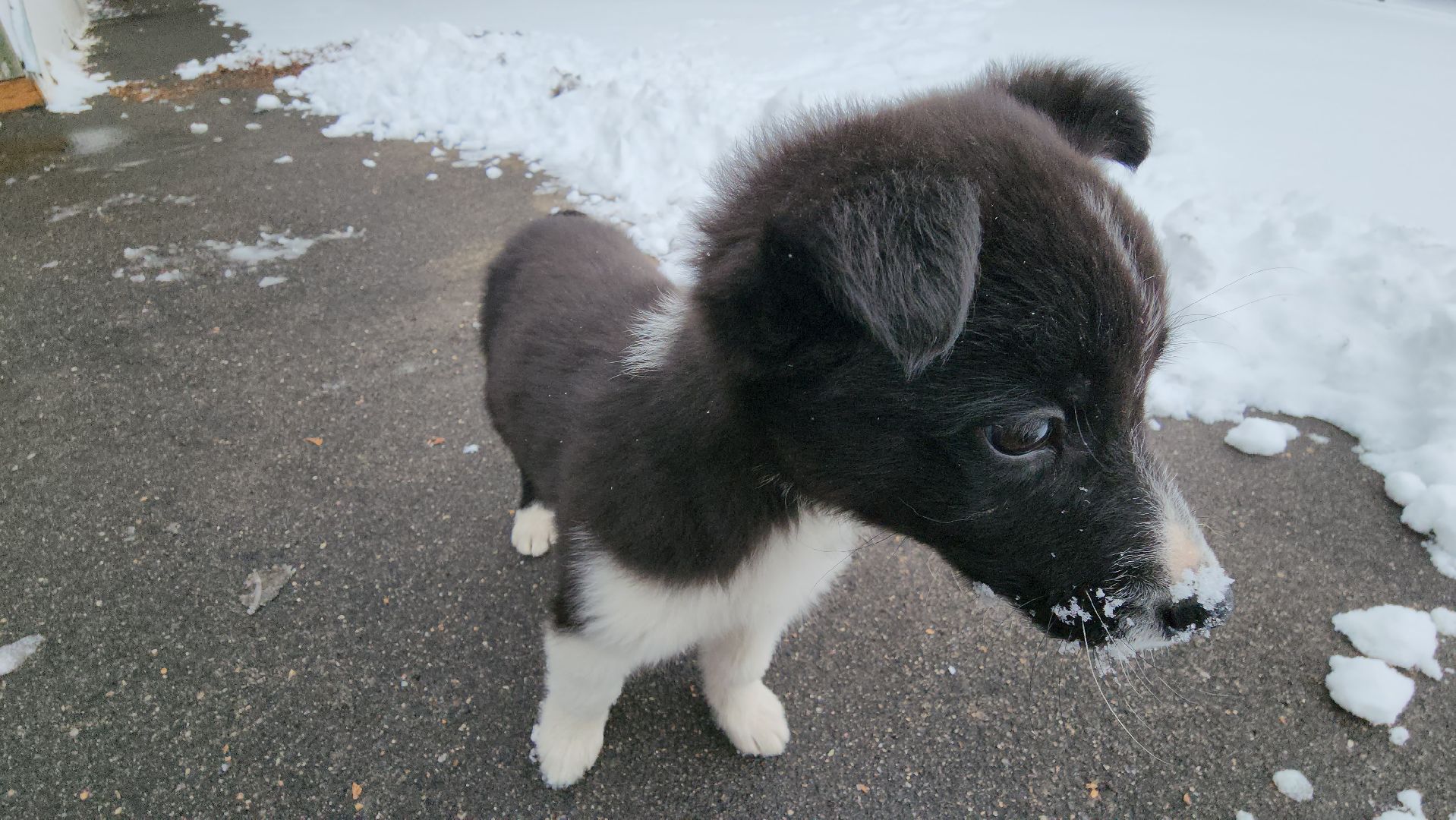 руза, музей милиции, волонтёры, ОМВД, рузский муниципальный округ,