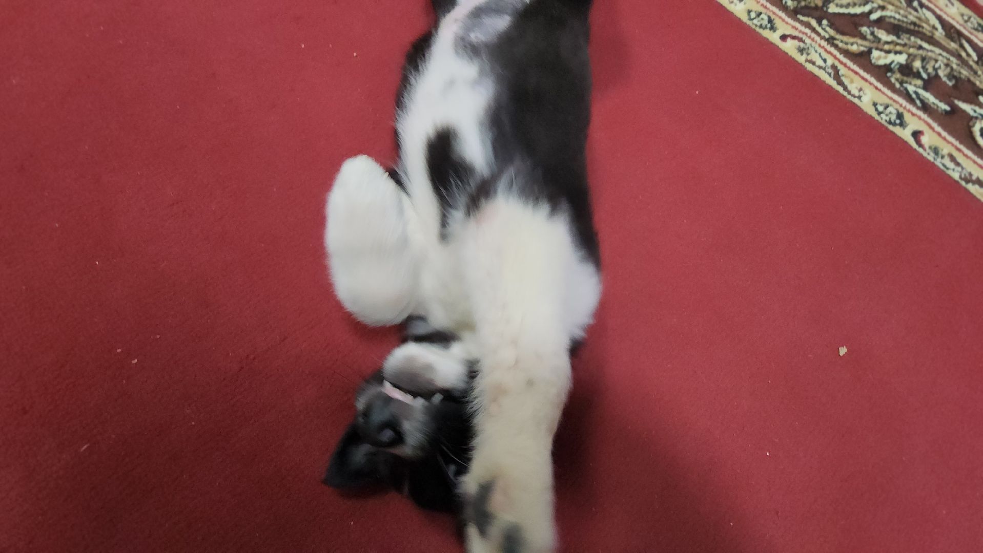 руза, музей милиции, волонтёры, ОМВД, рузский муниципальный округ,