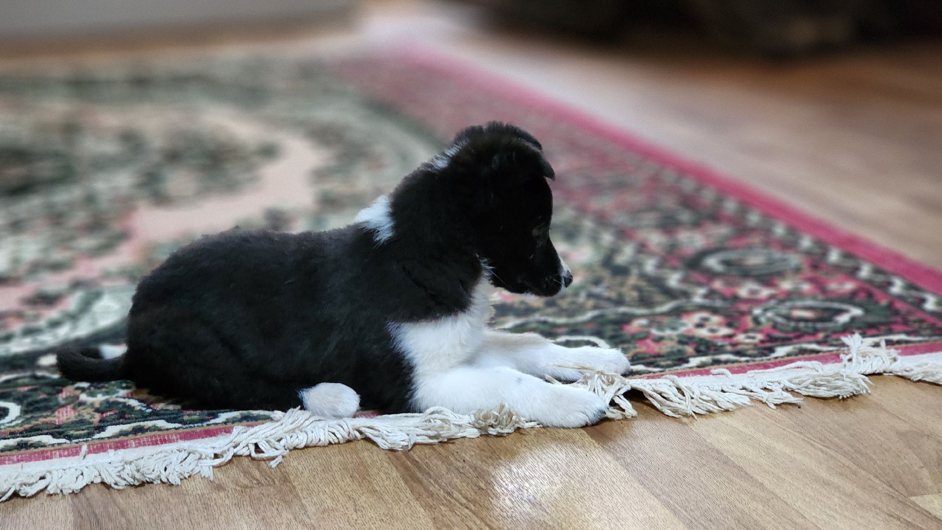 руза, музей милиции, волонтёры, ОМВД, рузский муниципальный округ,