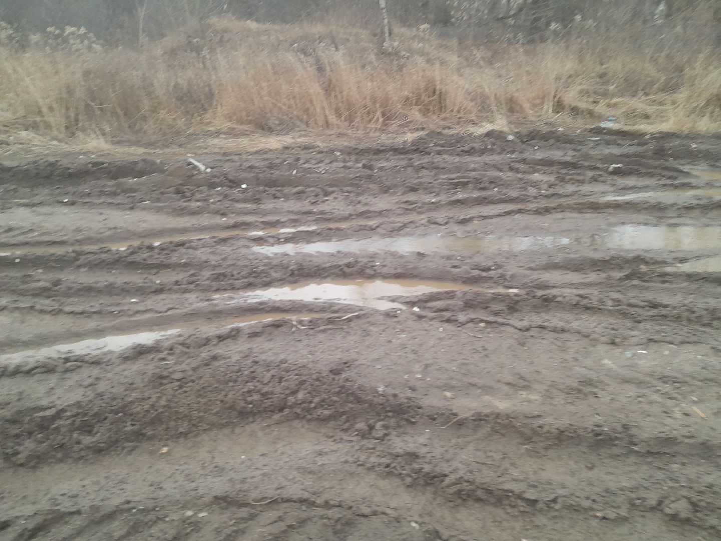 выгул домашних животных, поле, дороги, строительство,