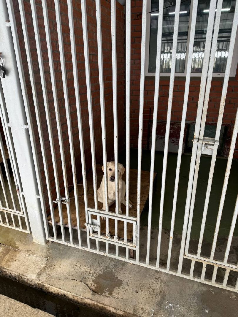 щенки, собаки-проводники, слепые,