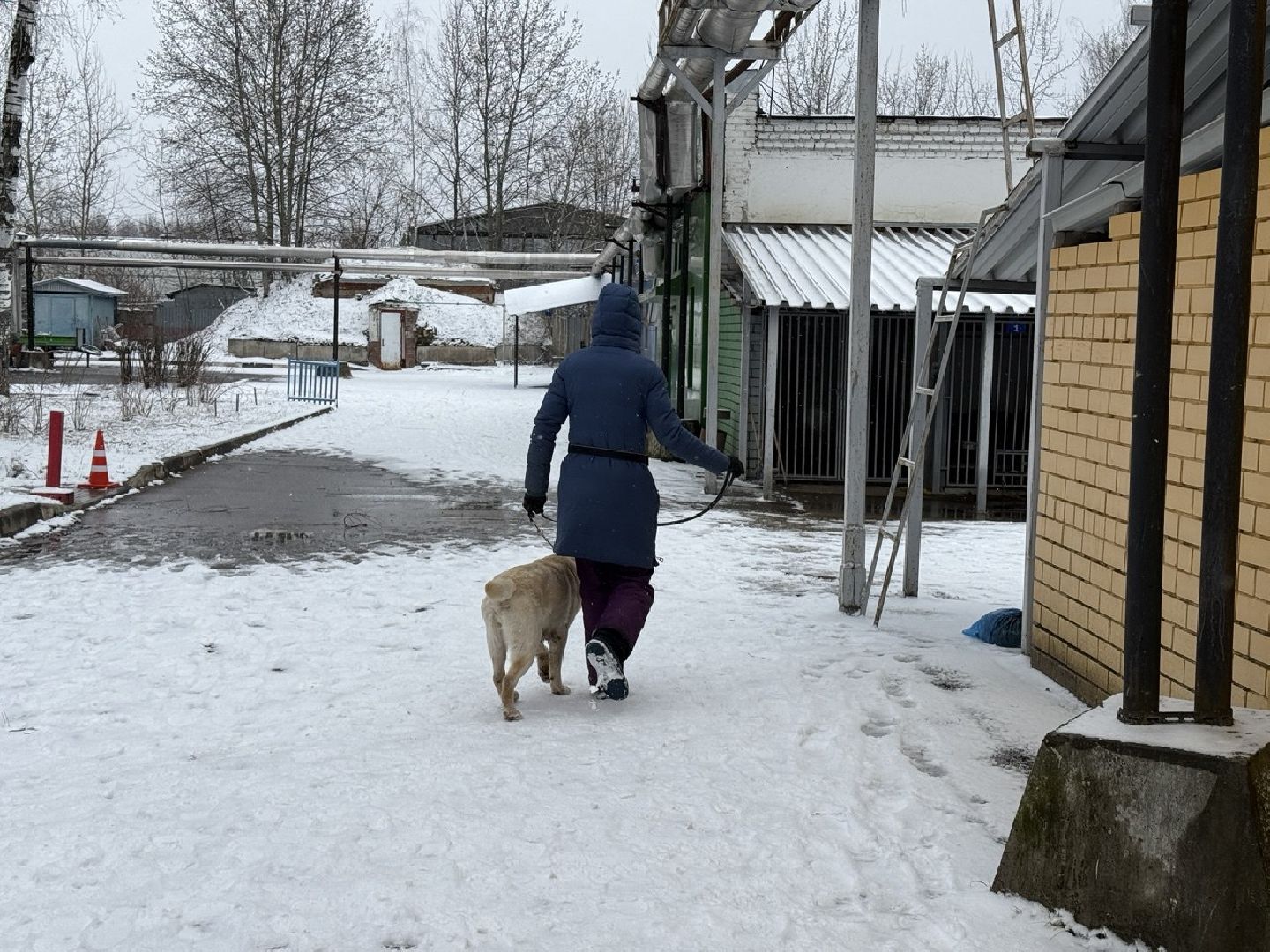 щенки, собаки-проводники, слепые,